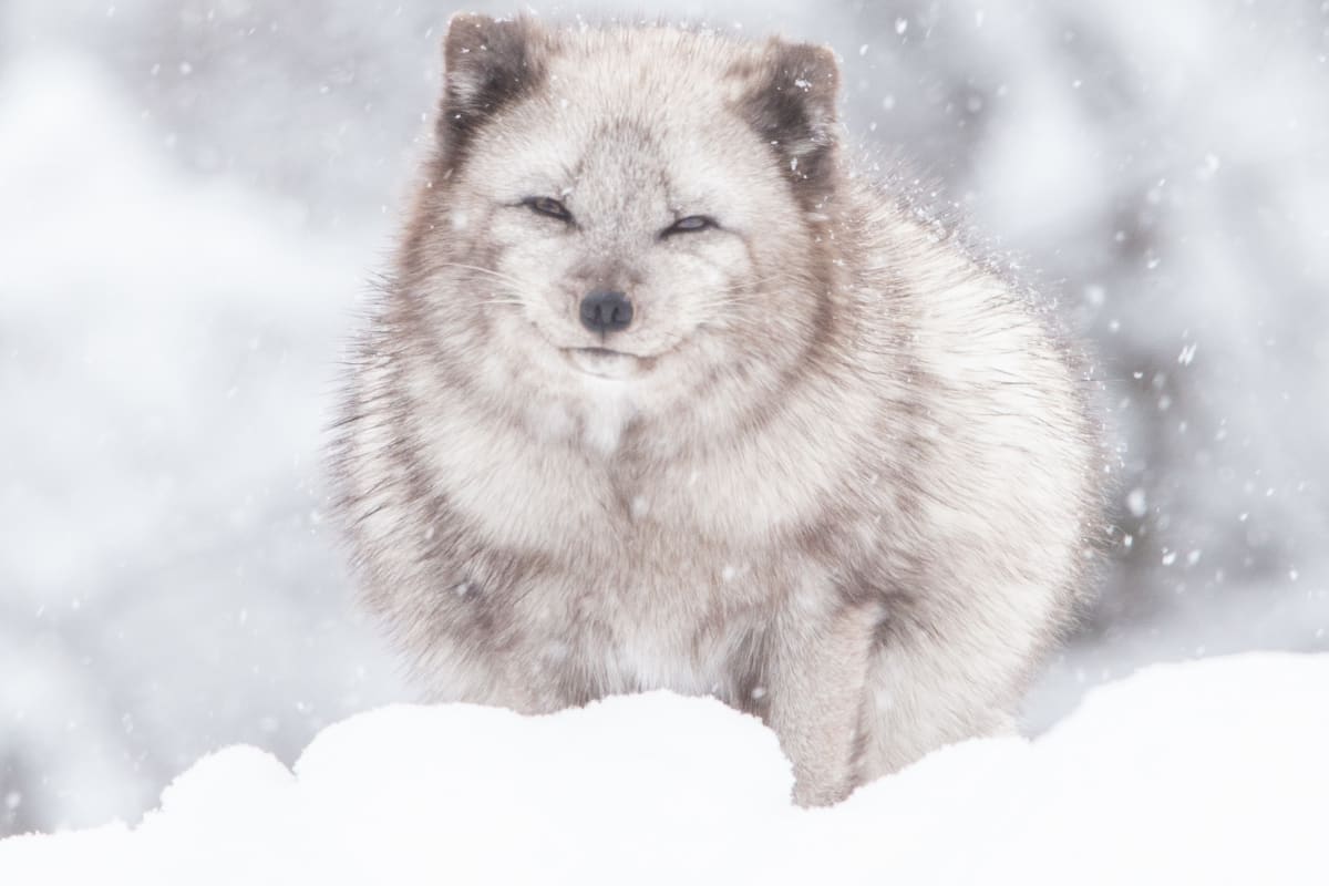 Renard arctique au Parc Oméga.