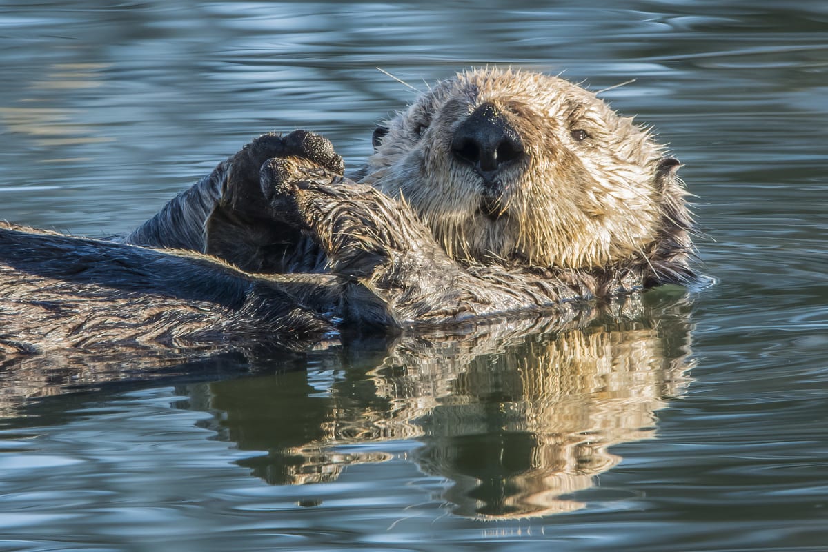Loutre de mer - Aquarium du Québec.
