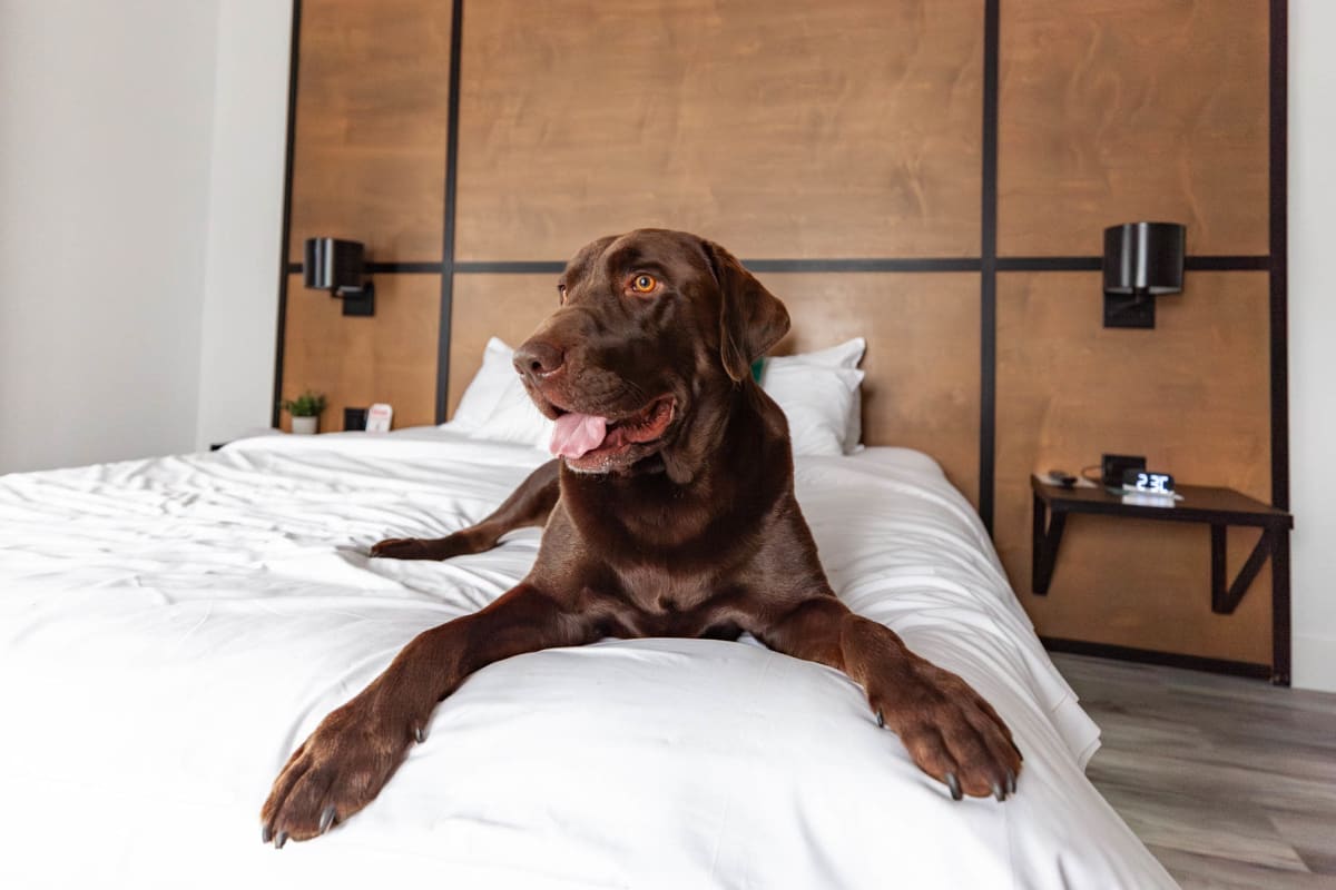 A brown dog in a hotel bed.