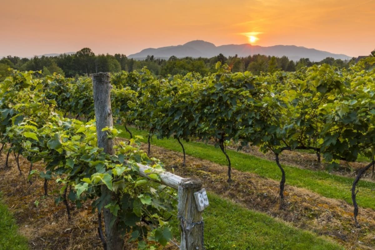 Vignoble sur La Route des vins de Brome-Missisquoi.