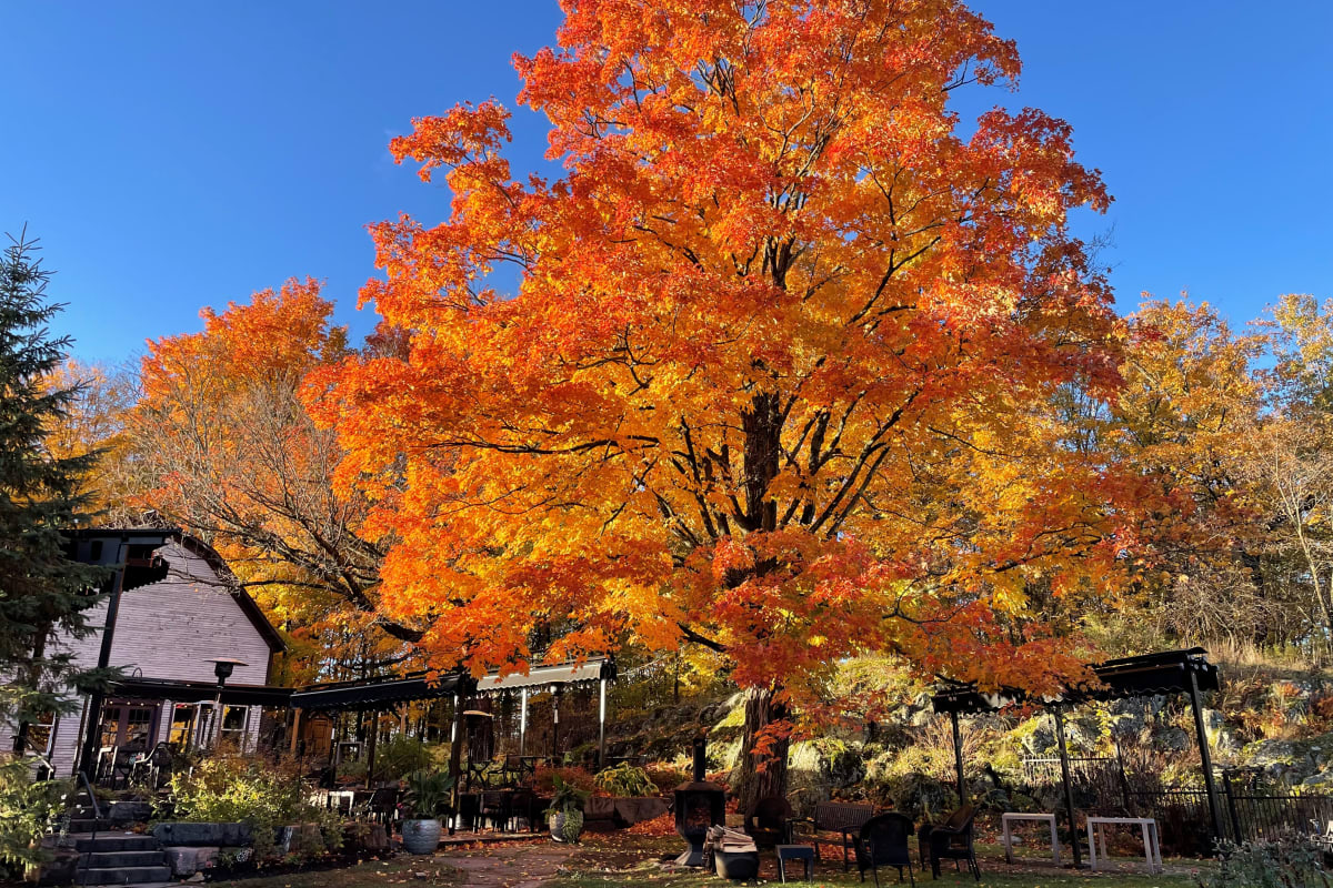 Outside at Domaine Jolivent and a magnificent orange tree in the fall.Fall foliage is magnificent at Domaine Jolivent!