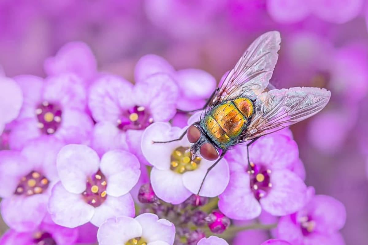Abeille sur une fleur mauve.