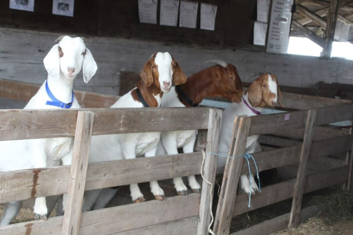 Chèvres à l'expo agricole de Calixa-Lavallée.