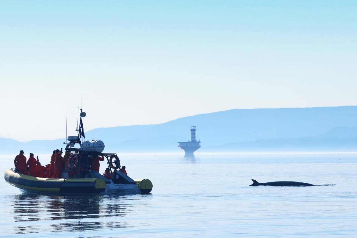 Bateau Zodiac à proximité d'une baleine dont le dos émerge de l'eau.
