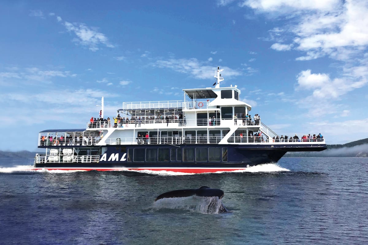 Bateau de Croisières AML avec une queue de baleine qui émerge de l'eau à proximité.