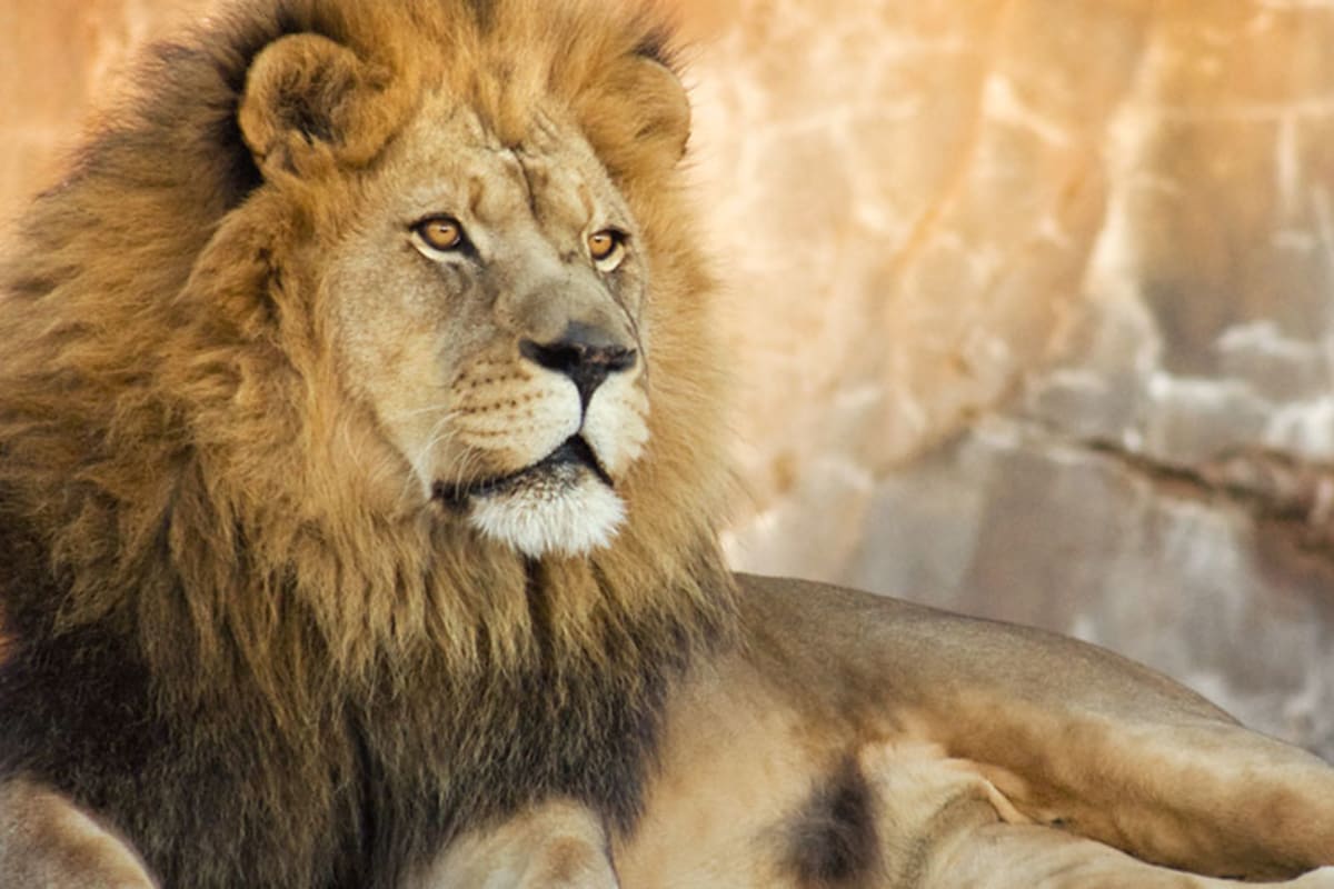 Lion