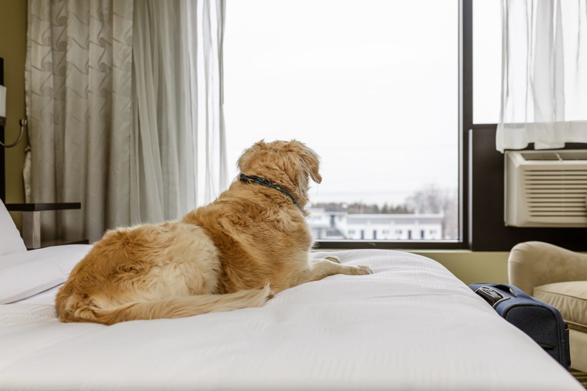 A dog lying on a bed and looking out the window at the Hôtel Levesque