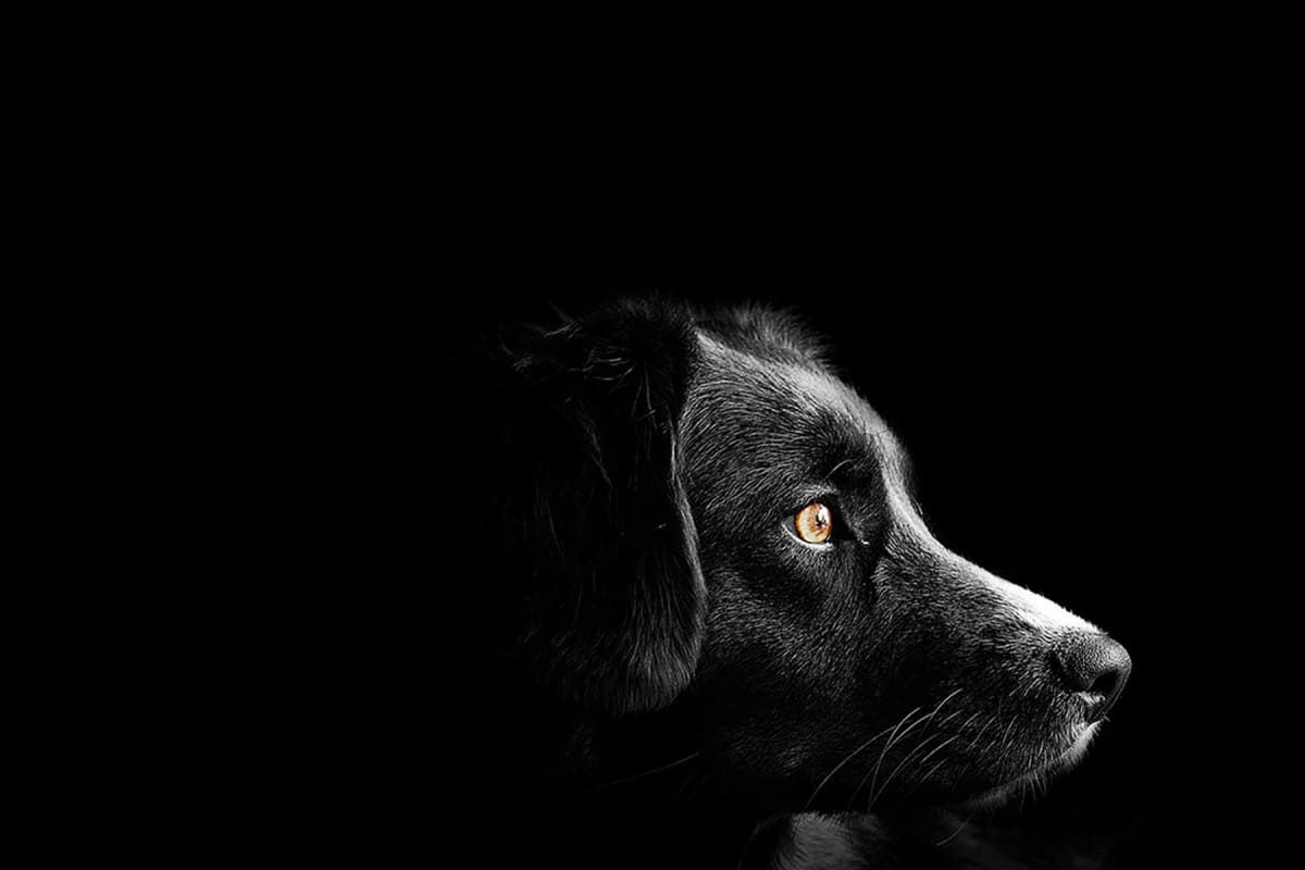 Chien noir sur fond noir.