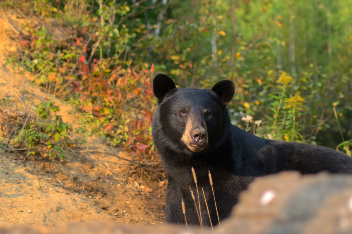 Ours noir dans la nature en automne