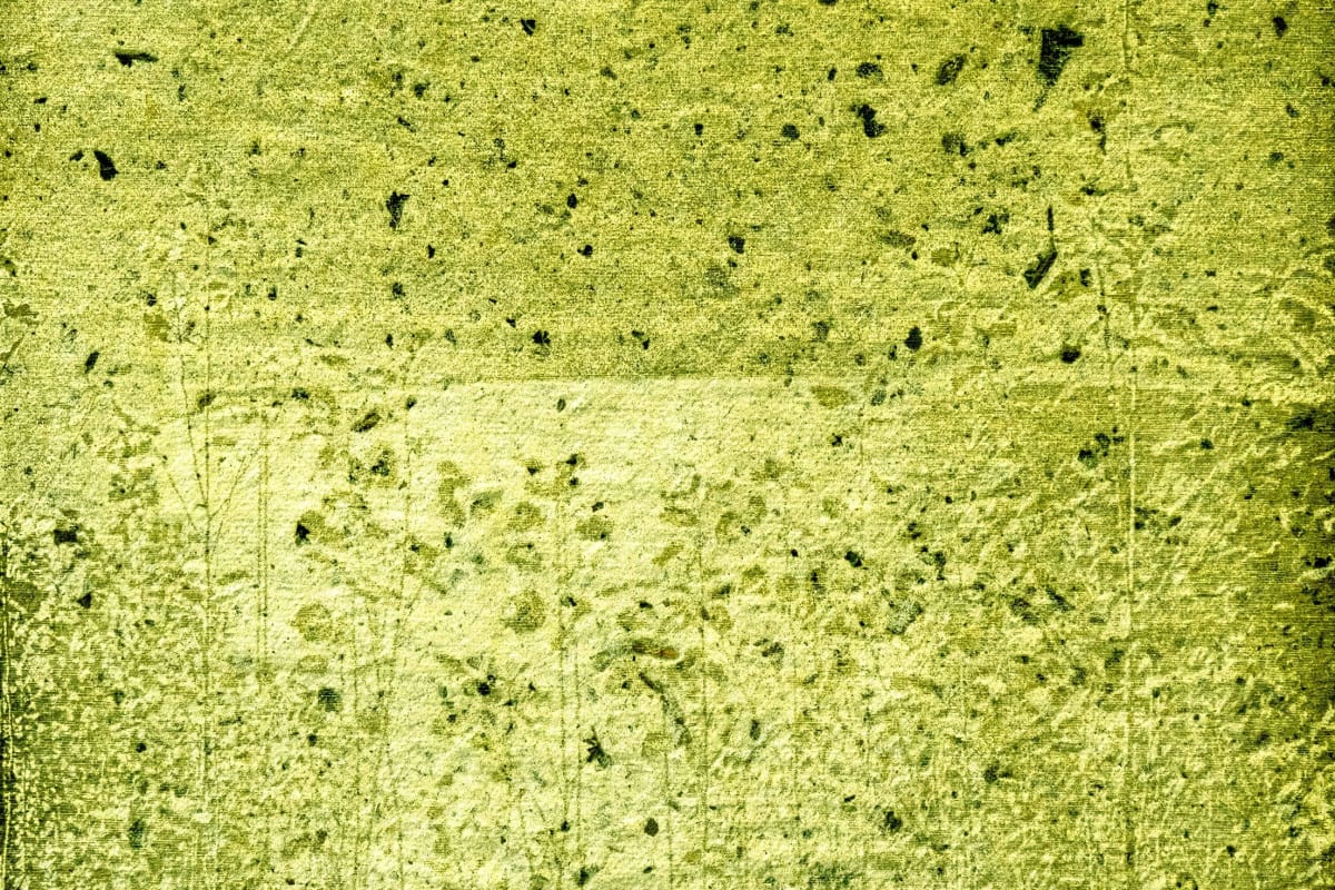 Oeuvres végétale de l'exposition Phytorésiliences
