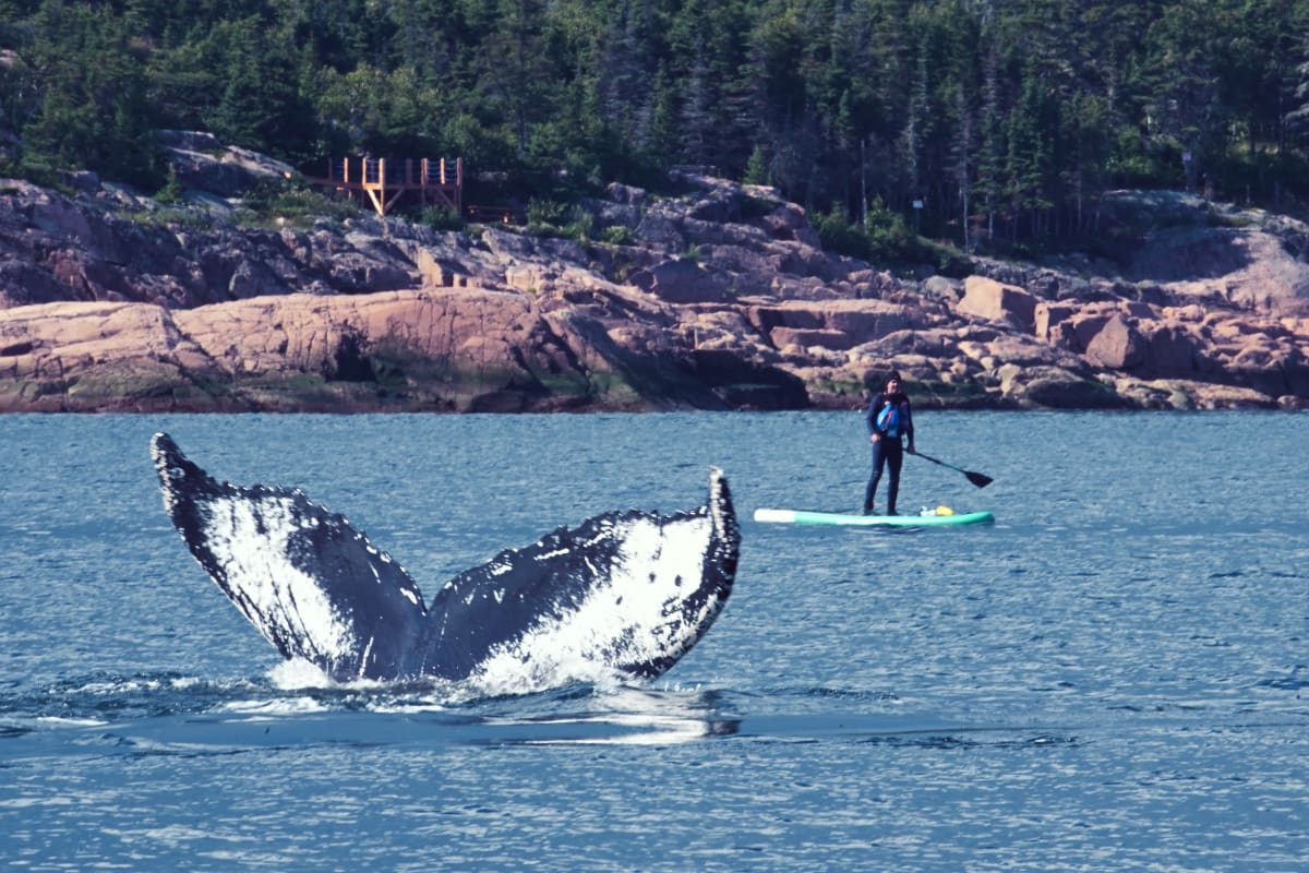 Queue de baleine hors de l'eau et personne en paddleboard.