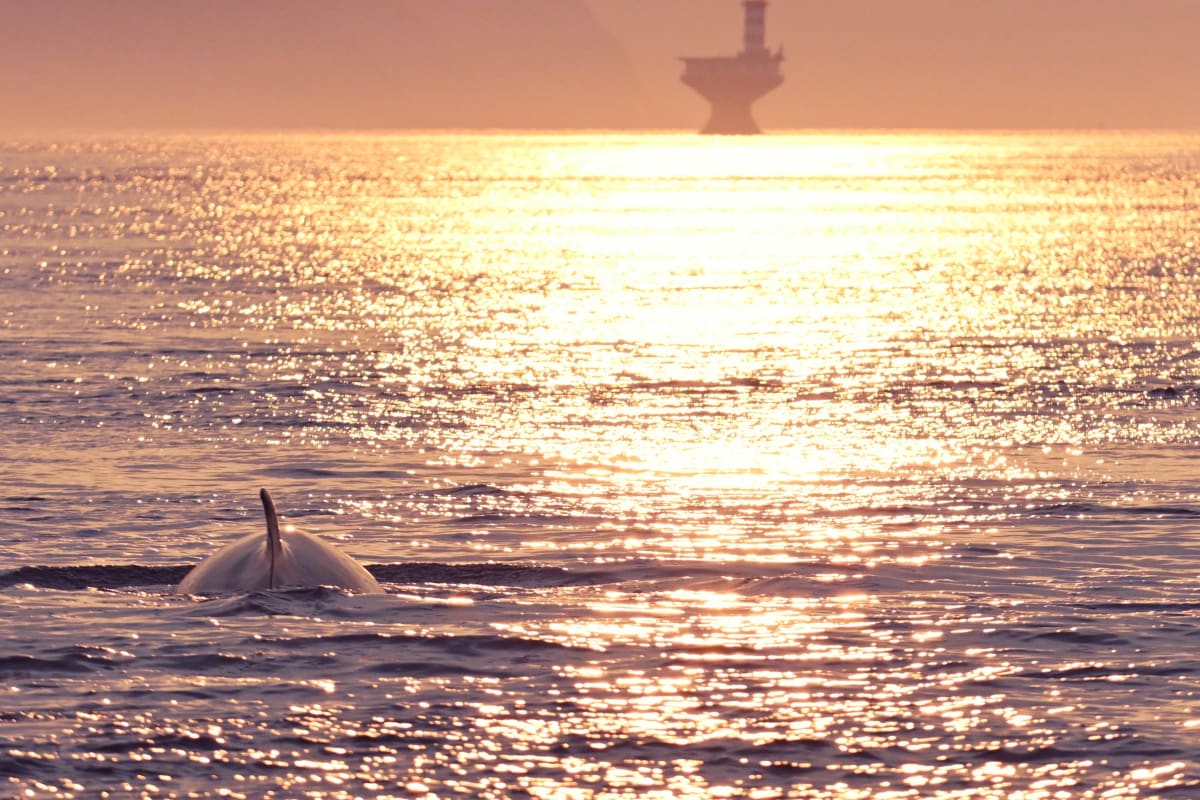 Baleine qui sort de l'eau au coucher du soleil.