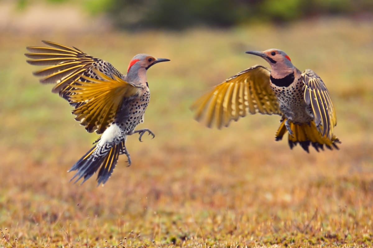 Deux oiseaux en vol à Tadoussac.