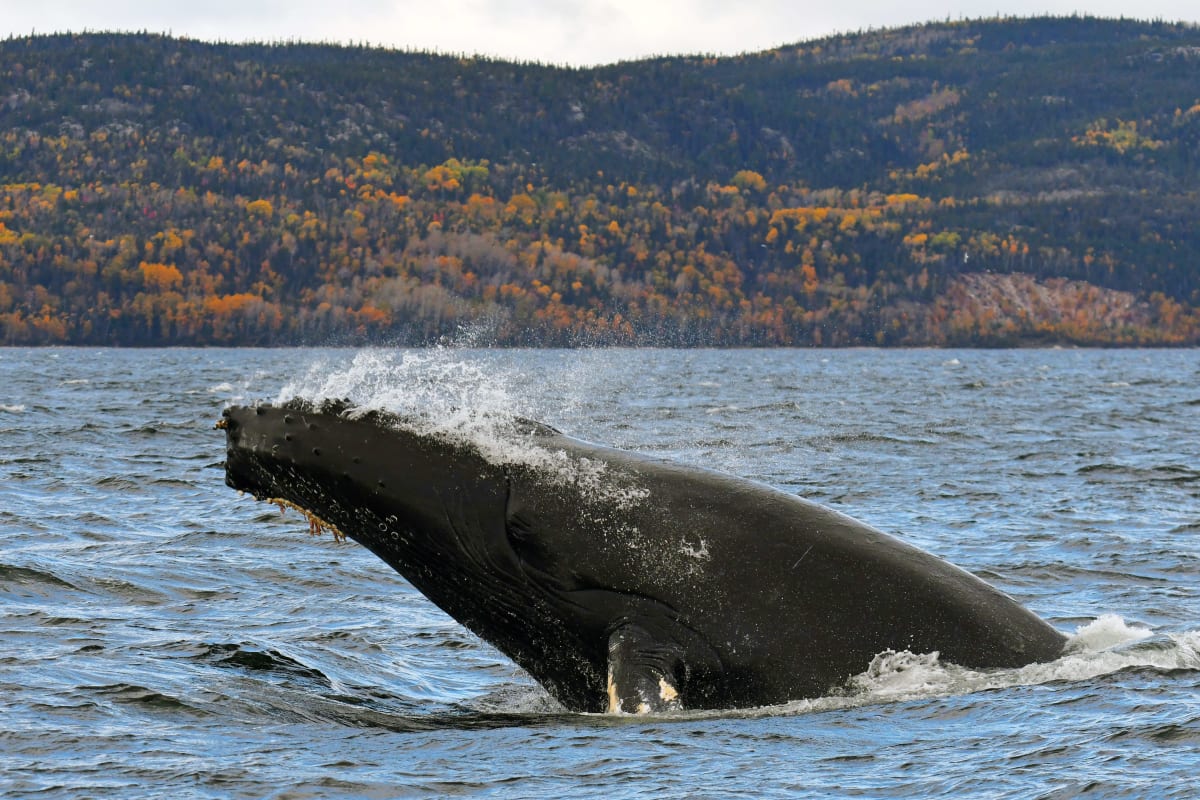 Whale in the fall in Côte-Nord.
