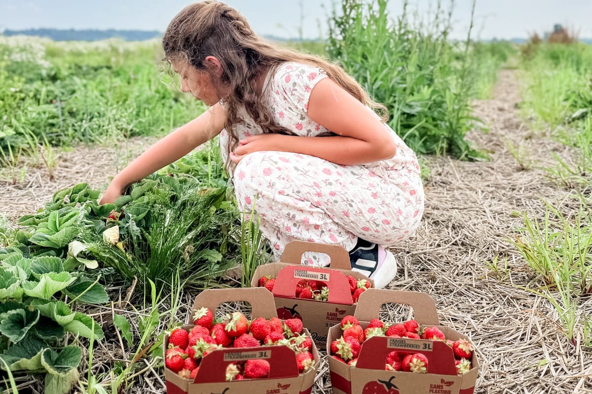 Fille qui cueille des fraises à la Ferme Guy Rivest