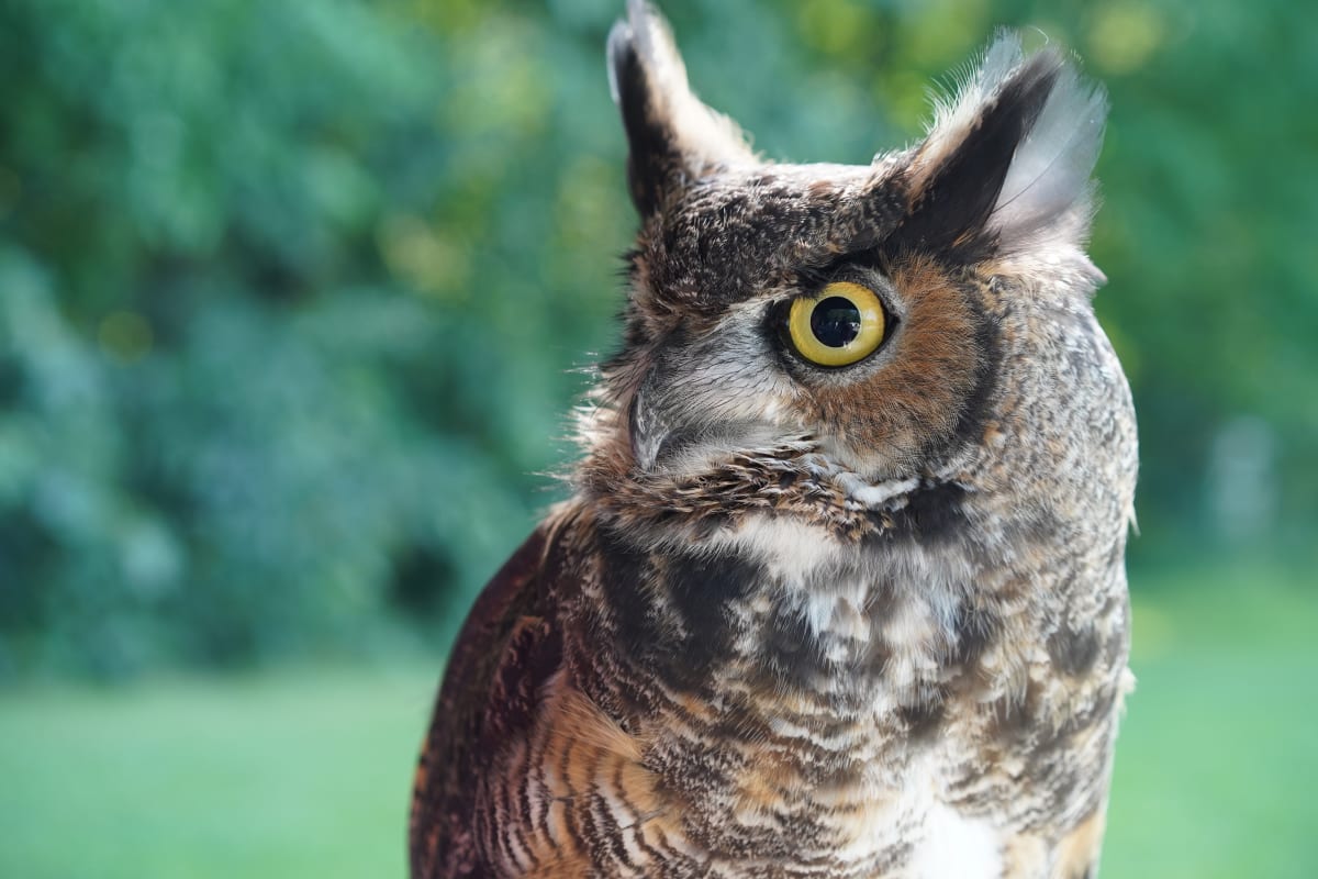 Hibou chez Chouette à voir!