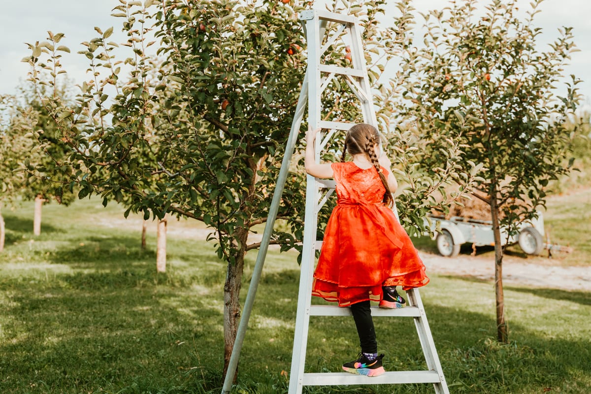 Petite fille dans une échelle au champs de pommes dans Portneuf.