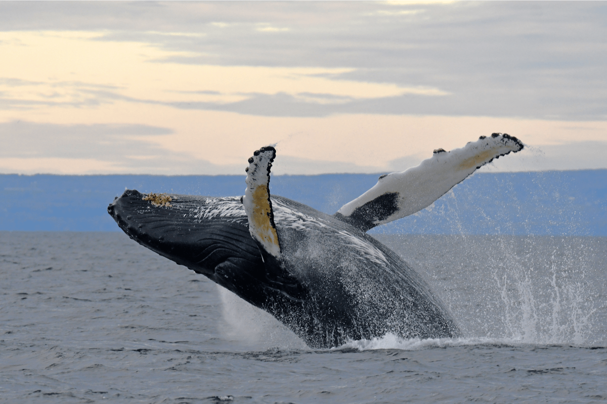 Baleine qui saute hors de l'eau