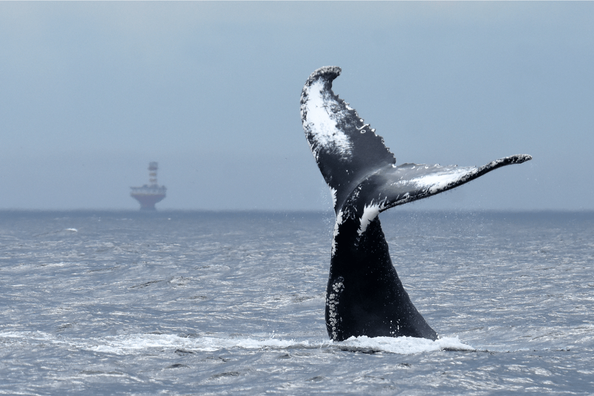 Queue d'une baleine