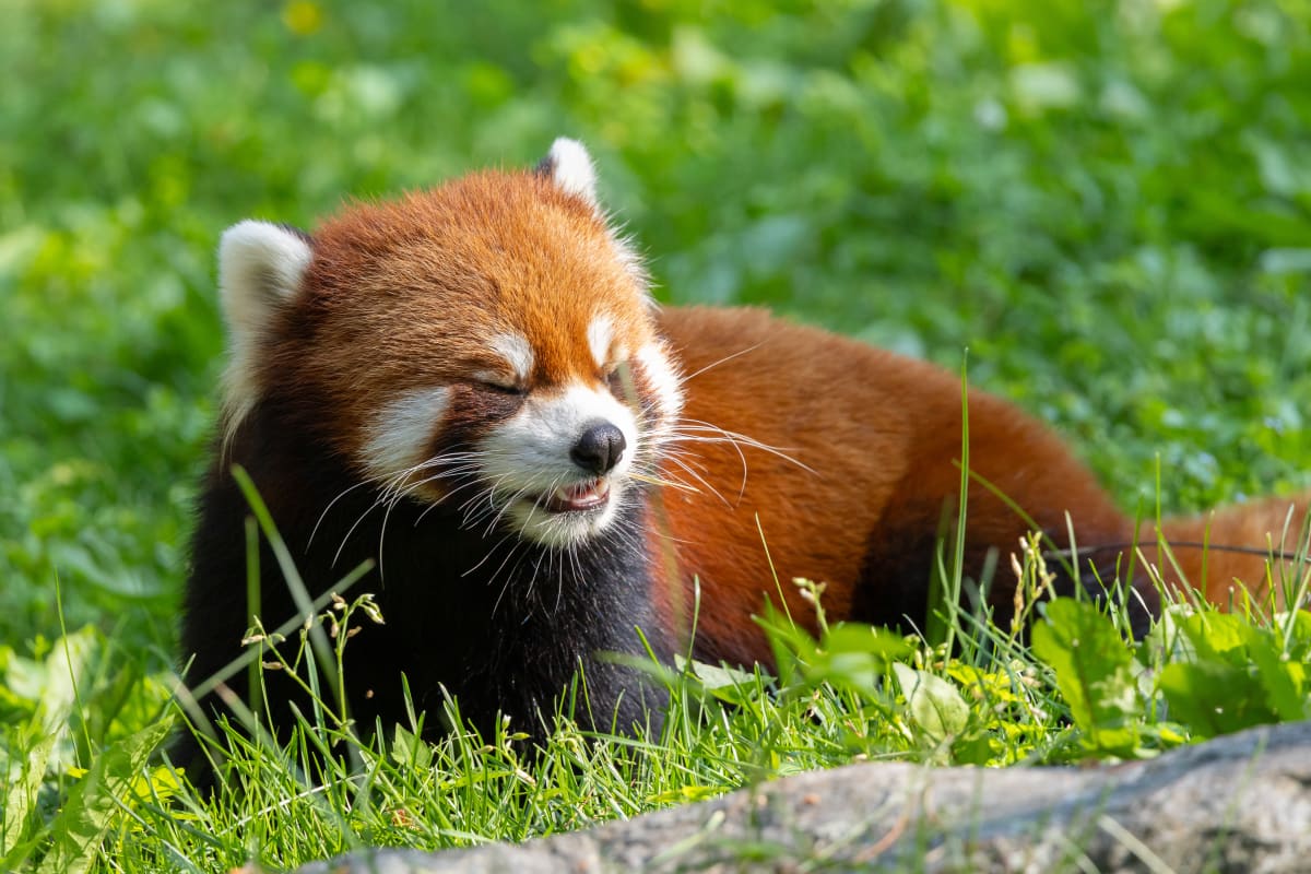 Red panda at Zoo de Granby.