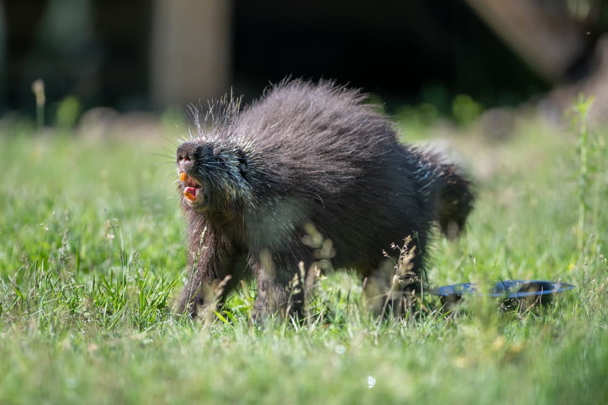Porc-épic au Zoo Ecomuseum.
