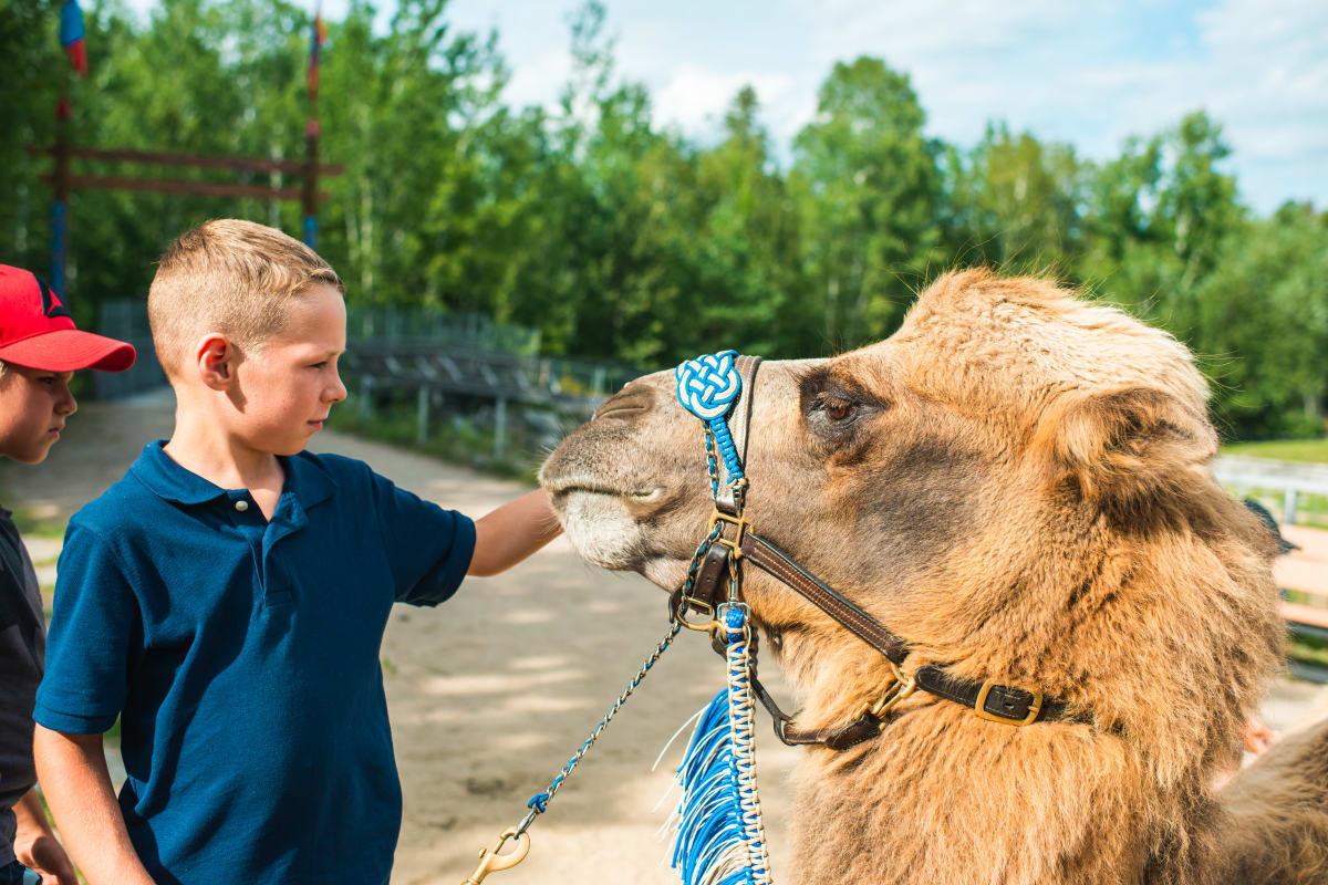 Kids petting a camel.