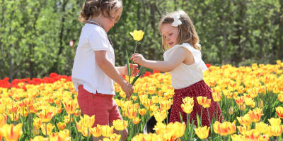 Deux enfants dans un champ de tulipes