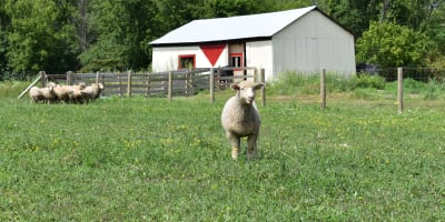 Lambs in a field.