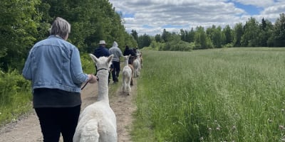 AlpagaSélect une femme qui se balade avec un Alpaga