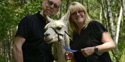 Alpagas du Domaine Poissant - Un homme, une femme et un alpaga