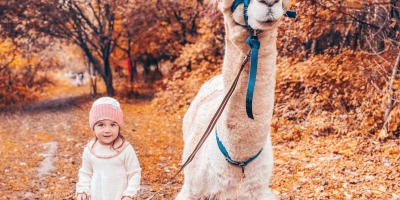 Alpagas du Domaine Poissant - Une petite fille à côté d'un alpaga, en automne