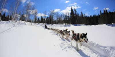 Traîneau à chiens en forêt.
