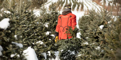 Homme dans une allée de sapins.