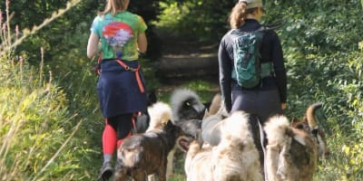 Randonnée avec des huskies.