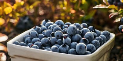 Délices du Lac-Saint-Jean - Blueberries