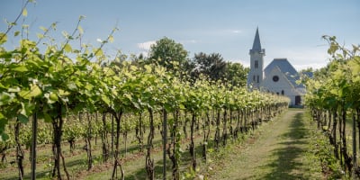 Domaine Amalgames - Une rangée de vignes s’étend vers une église blanche