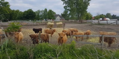 Boeufs Highland dans un champ en liberté.