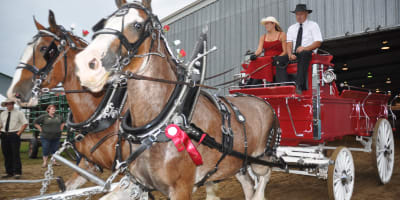 Chevals - Exposition agricole de Shawville.