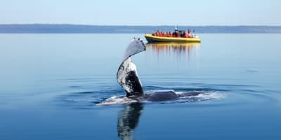 Whale Watching Package at Fairmont Le Manoir Richelieu