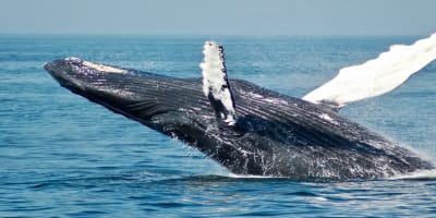 Forfait Croisières aux Baleines.