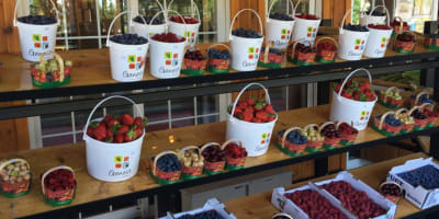 Kiosque de fraises et petits fruits, Ferme Genest.