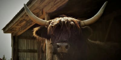 Un boeuf Highland à la Ferme Genty SENC.