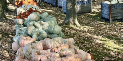 Citrouilles à la Ferme Hubert Sauvé.