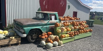 Citrouilles à la Ferme Laval Gagnon.