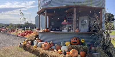 Kiosques de citrouilles à la Ferme Roberge et Gosselin.