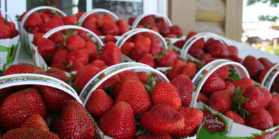 Fraisière Faucher - Paniers de fraises