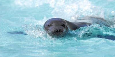 Forfait Aquarium du Québec à l'Hôtel Sépia