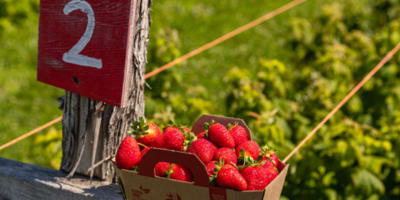 La Ferme Forget - Autocueillette de fraises