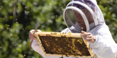 Femme faisant de l'apiculture.
