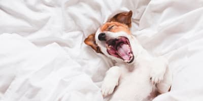 Le Gaspésiana - Dog lying on white sheets